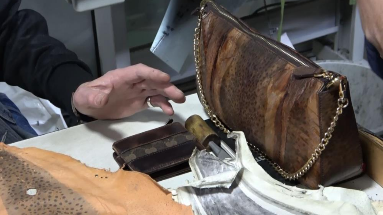 Yabani hayvan derisine alternatif: Balon balığı derisi artık moda